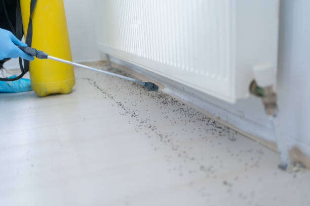 Best Ant Control Services  in District Heights, MD
