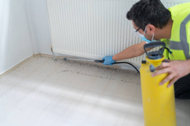 Best Flea Control Services  in District Heights, MD